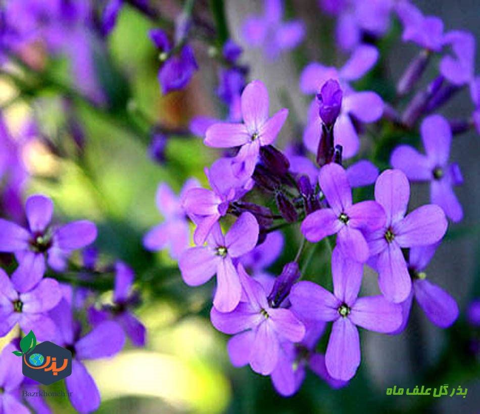 بذر گل سکه ای یا علف ماه