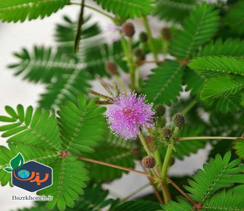 بذر گل زیبای قهر و آشتی Mimosa Pudica