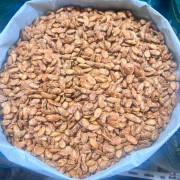 تخمه جابانی
