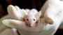 پیشرفت‌ محققان در کنترل روند بیماری آلزایمر در میان موش‌ها,تاثیر,اثرات