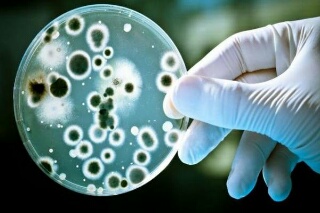 عرضه 900 رده انواع سلول های انسانی و جانوری به محققان