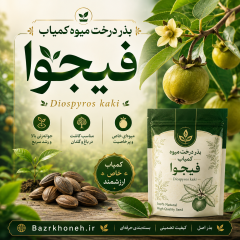 بذر درخت میوه کمیاب فیجوا یا فوجیا Diospyros kaki L