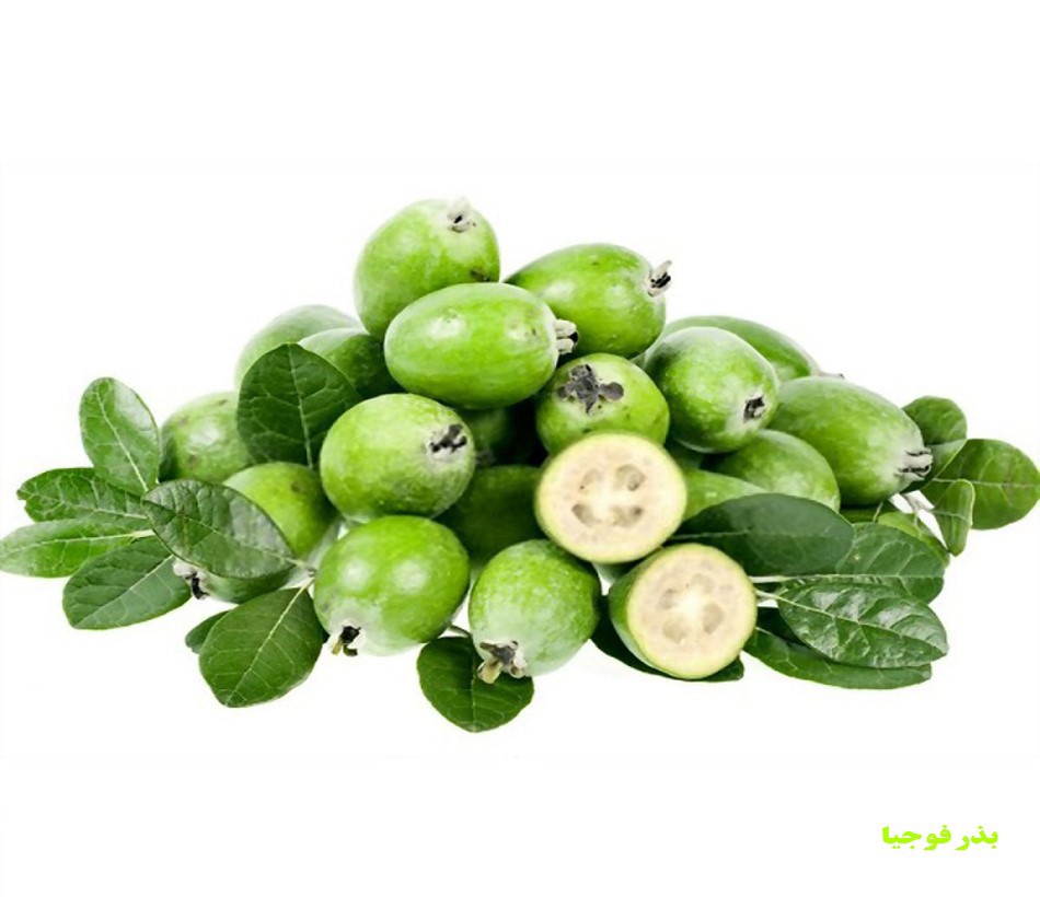 بذر درخت میوه کمیاب فیجوا یا فوجیا Diospyros kaki L