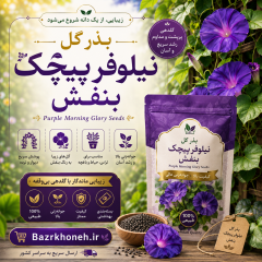 بذر گل نیلوفر پیچک بنفش