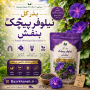 بذر گل نیلوفر پیچک بنفش