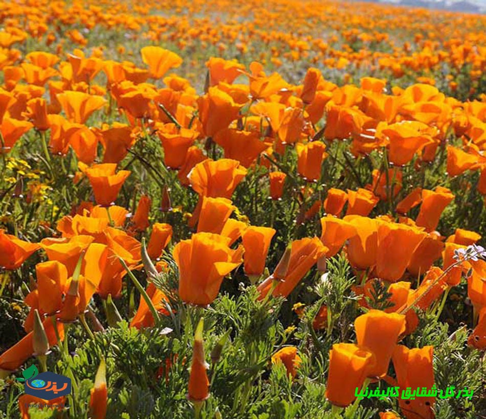 بذر گل شقایق کالیفرنیا پاکوتاه رنگارنگ