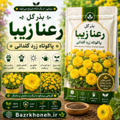 بذر گل رعنا زیبا پاکوتاه زرد گلدانی