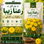 بذر گل رعنا زیبا پاکوتاه زرد گلدانی