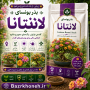 بذر بونسای لانتانا