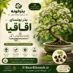 بذر بونسای اقاقیا سفید