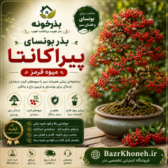 بذر بونسای کمیاب پیراکانتا میوه قرمز