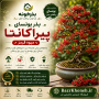 بذر بونسای کمیاب پیراکانتا میوه قرمز