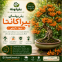 بذر بونسای پیراکانتا نارنجی ارگانیک