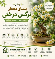 بنسای معطر نرگس درختی