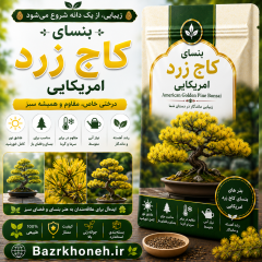بنسای کاج زرد امریکایی