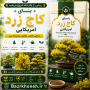 بنسای کاج زرد امریکایی