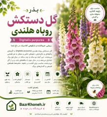 بذر گل دستکش روباه هلندی
