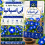 بذر پیچک نیلوفر آبی اسپانیا