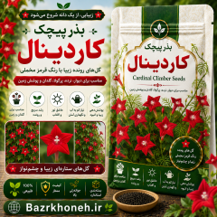 بذر پیچک کاردینال با کیفیت