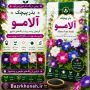 بذر پیچک آلامو  اورجینال