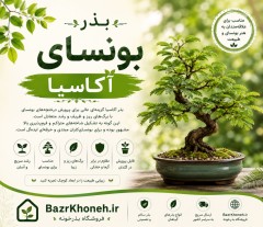 بذر بنسای آکاسیا اورجینال
