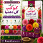 بذر گل کوکب | گل دهلیا