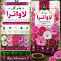 بذر گل لاواترا