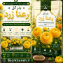 بذر گل رعنا زرد