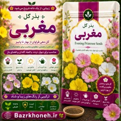 بذر گل مغربی
