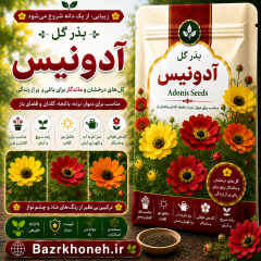 بذر گل آدونیس