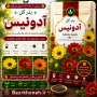 بذر گل آدونیس