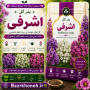 بذر گل اشرفی