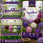 بذر گل اسکابیوزا