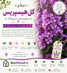 بذر گل هیسپریس