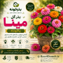 بذر گل مینا پاکوتاه
