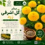 بذر گل اشرفی زرد