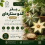 بذر کدو ستاره ایی کمیاب