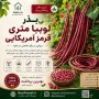 بذر لوبیا متری قرمز امریکایی