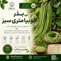 بذرلوبیا متری سبز
