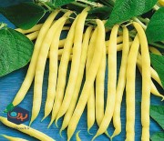 بذر لوبیا زرد امریکایی