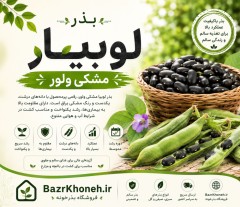 بذر لوبیا مشکی ولور