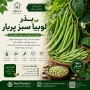 بذر لوبیا سبز پربار