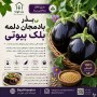 بذر بادمجان دلمه بلک بیوتی