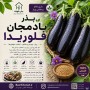 بذر بادمجان فلوریدا