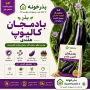 بذر بادمجان کالیوپ هلندی