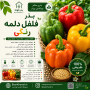 بذرفلفل دلمه رنگی