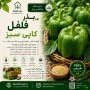 بذر فلفل کاپی سبز