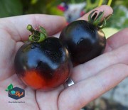 بذر گوجه فرنگی مشکی ایندیاگو رز 10عددی