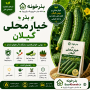 بذر خیار محلی گیلان