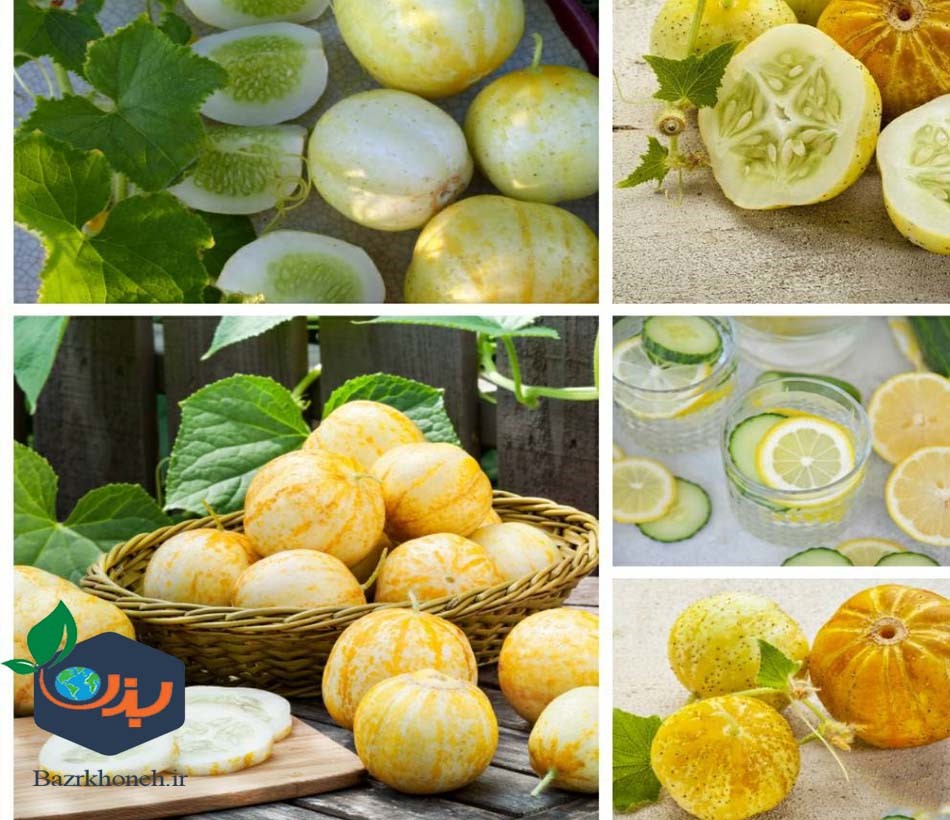 بذر خیار لیمویی ایتالیا